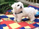 Mini Boy Sevimli Maltese Kar Beyaz Bebekler