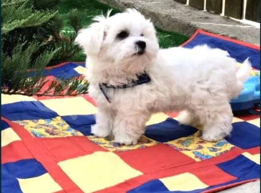 Mini Boy Sevimli Maltese Kar Beyaz Bebekler görsel