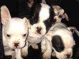 2 Aylık Blue Taşıyıcı French Bulldog