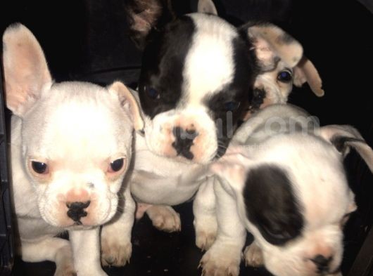 2 Aylık Blue Taşıyıcı French Bulldog