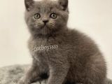 Sevimli Blue British Shorthair Yavrumuz