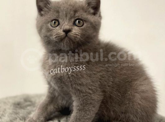 Sevimli Blue British Shorthair Yavrumuz