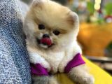 Orjinal Teddy Bear Pomeranian Boo