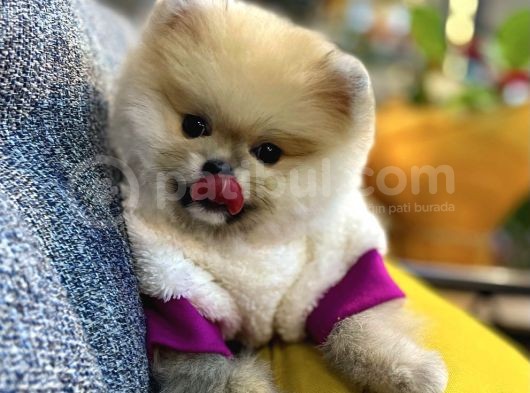 Orjinal Teddy Bear Pomeranian Boo görsel