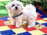 Mini Boy Sevimli Maltese kar Beyaz Bebekler