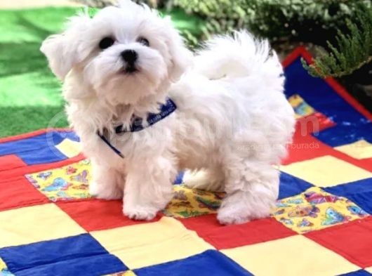 Mini Boy Sevimli Maltese Kar Beyaz Bebekler