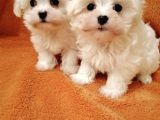 Maltese Mini Boy Bebekler