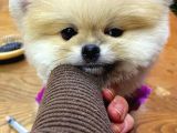 Orjinal Teddy Bear Pomeranian Boo