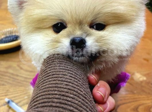 Orjinal Teddy Bear Pomeranian Boo görsel