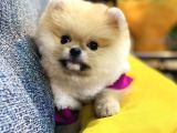 Orjinal Teddy Bear Pomeranian Boo