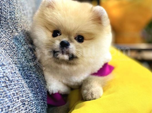 Orjinal Teddy Bear Pomeranian Boo