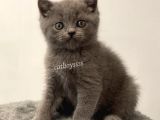 Sevimli Blue British Shorthair Yavrumuz