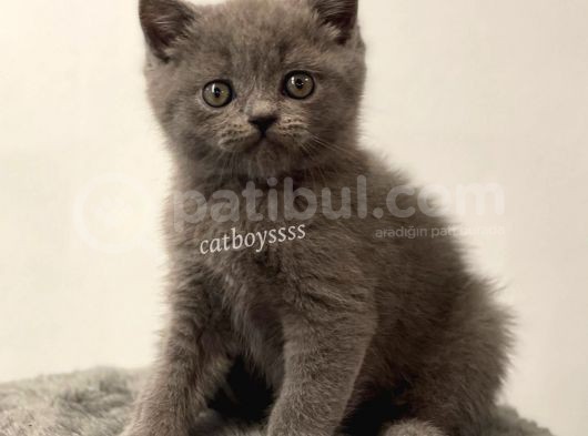Sevimli Blue British Shorthair Yavrumuz görsel