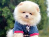 Teddy Face Boo Pomeranian Yavrular