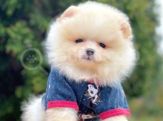 Teddy Face Boo Pomeranian Yavrular görsel