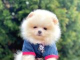 Teddy Face Boo Pomeranian Yavrular