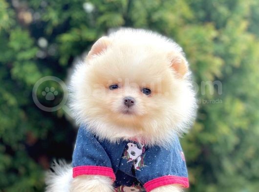 Teddy Face Boo Pomeranian Yavrular görsel