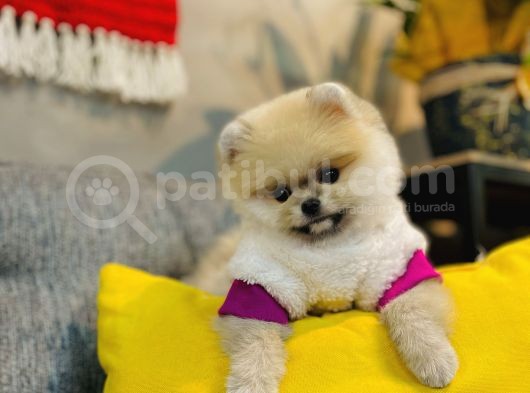 Orjinal Teddy Bear Pomeranian Boo görsel