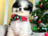 Ayı Surat Boo Pomeranian Yavrular