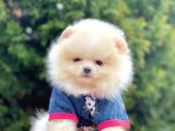 Teddy Face Boo Pomeranian Yavrular