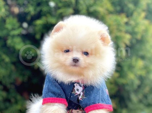 Teddy Face Boo Pomeranian Yavrular görsel