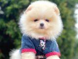 Teddy Face Boo Pomeranian Yavrular