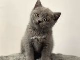 Blue British Shorthair Erkek Yavrumuz
