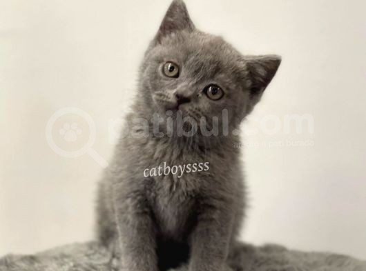Blue British Shorthair Erkek Yavrumuz görsel