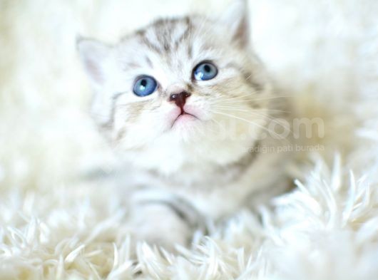 ++ Kali̇te Si̇lver Bri̇ti̇sh Shorthai̇r görsel