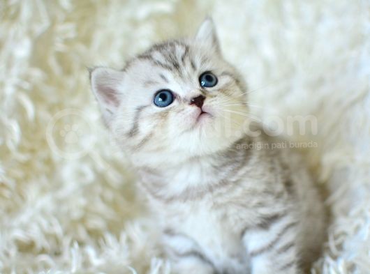 ++ Kali̇te Si̇lver Bri̇ti̇sh Shorthai̇r görsel