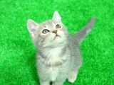 Nadi̇r Bulunan Renk Blue Golden Bri̇ti̇sh Shorthai̇r