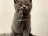 Sevimli Blue British Shorthair Yavrumuz