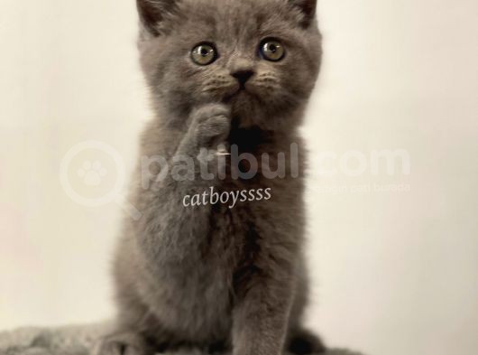 Sevimli Blue British Shorthair Yavrumuz görsel