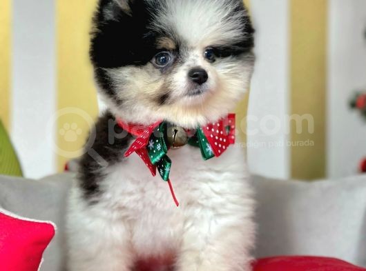 Ayı Surat Boo Pomeranian Yavrular görsel