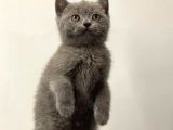 Blue British Shorthair Erkek Yavrumuz