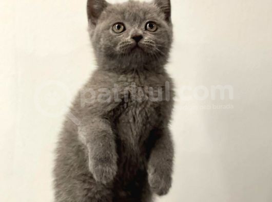 Blue British Shorthair Erkek Yavrumuz görsel