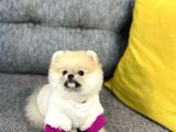 Orjinal Teddy Bear Pomeranian Boo