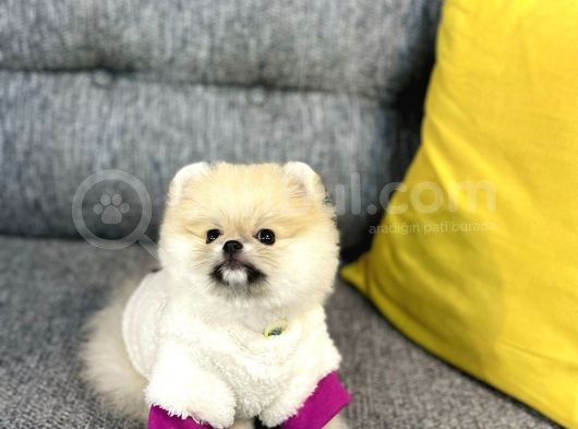 Orjinal Teddy Bear Pomeranian Boo görsel