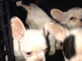 2 Aylık Blue Taşıyıcı French Bulldog