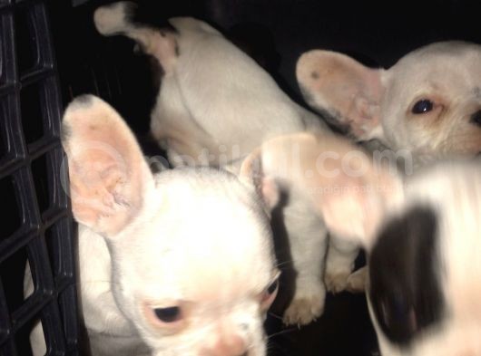 2 Aylık Blue Taşıyıcı French Bulldog görsel