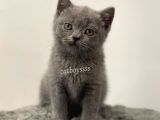 Blue British Shorthair Erkek Yavrumuz