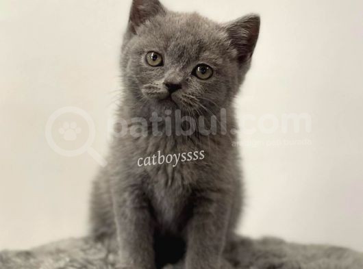 Blue British Shorthair Erkek Yavrumuz