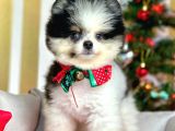 Ayı Surat Boo Pomeranian Yavrular