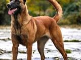 Secereli Safkan Belçika Kurtları