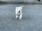 Secereli Uluslararası Dogo Argentino Yavruları