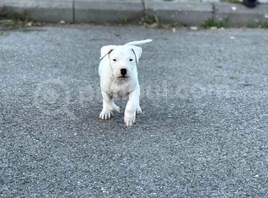 Secereli Uluslararası Dogo Argentino Yavruları