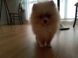 Sahibinden 3 Aylık Pomeranian Boo