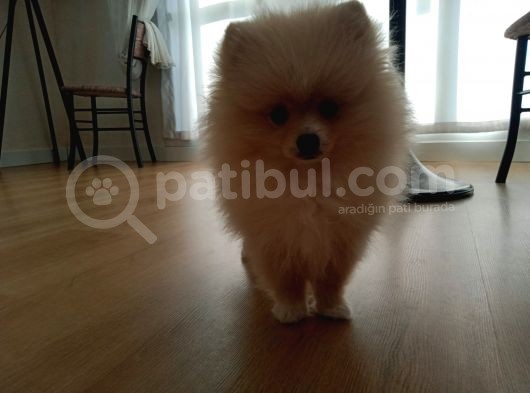 Sahibinden 3 Aylık Pomeranian Boo görsel