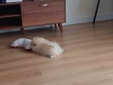 Sahibinden 3 Aylık Pomeranian Boo