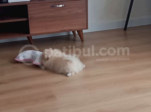 Sahibinden 3 Aylık Pomeranian Boo görsel